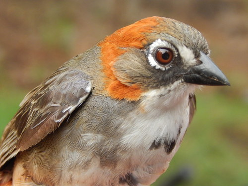Rusty-crowned Ground-Sparrow