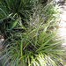 Dwarf Cabbage Tree - Photo (c) Phil Bendle, all rights reserved, uploaded by Phil Bendle