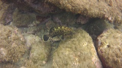 Dusky grouper