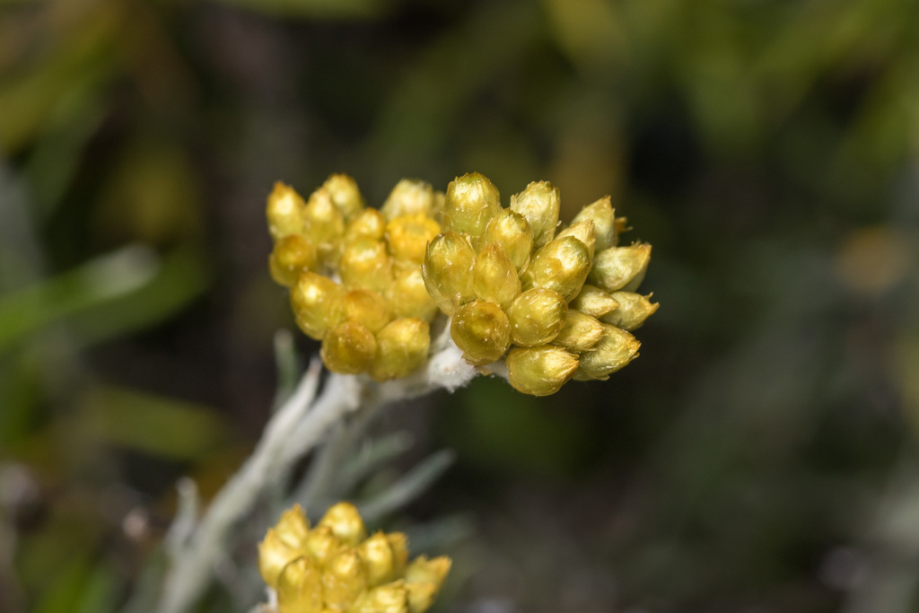Mediterranean everlasting