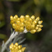 Helichrysum stoechas - Photo 由 Konstantinos Kalaentzis 所上傳的 (c) Konstantinos Kalaentzis，保留所有權利