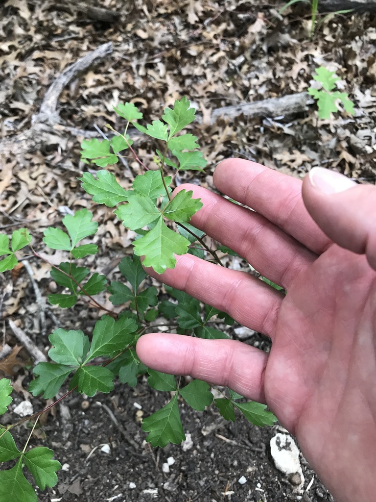 fragrant sumac from Nutting Dr, Dallas, TX, US on April 28, 2021 at 03
