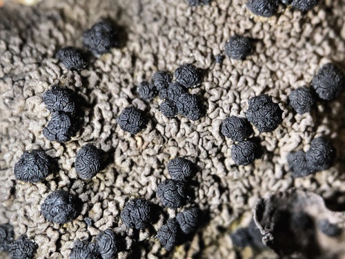 Arctic Rocktripe Lichen