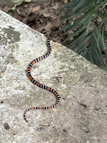 Variegated False Coral Snake
