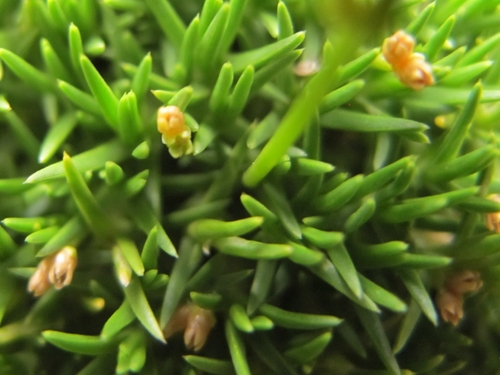 Scleranthus biflorus (J.R.Forst. & G.Forst.) Hook.fil.