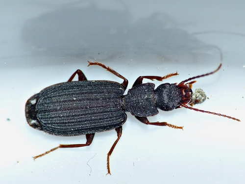 Platytarus bufo