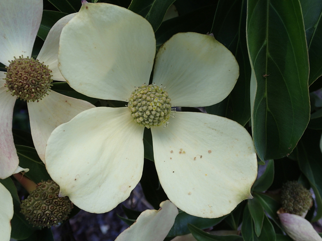 Cornus capitata — search result for 'Nepal'