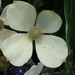 Cornus capitata - Photo (c) Jared Waters, όλα τα δικαιώματα διατηρούνται, uploaded by Jared Waters