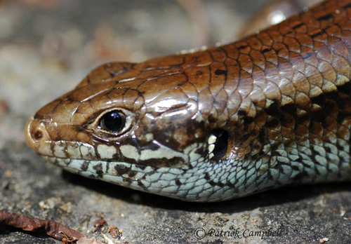 Major Skink