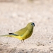 Rock Parrot - Photo (c) Andrew Meharg, all rights reserved, uploaded by Andrew Meharg