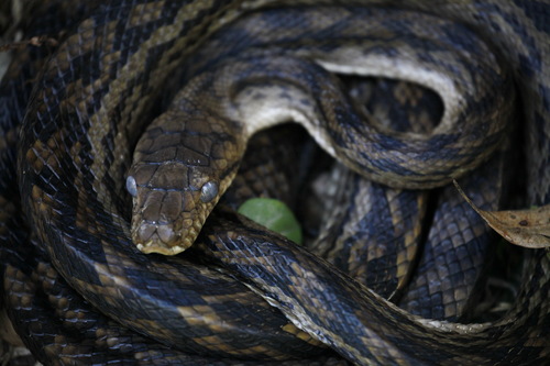 Australian Scrub Python sighting