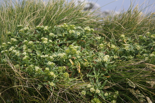 Snares Island Scurvy Grass (Lepidium limenophylax)
