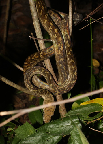 Australian Scrub Python sighting