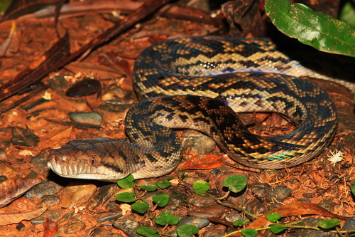 Australian Scrub Python sighting