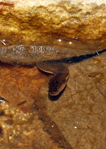 Macleay's Water Snake sighting