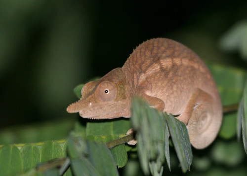 Rhinoceros Chameleon