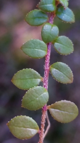 creeping snowberry
