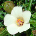 Hibiscus richardsonii - Photo (c) Phil Bendle, all rights reserved, uploaded by Phil Bendle