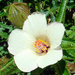 Hibiscus richardsonii - Photo (c) Phil Bendle, kaikki oikeudet pidätetään, lähettänyt Phil Bendle