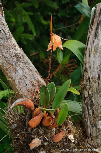 Coelogyne borneensis