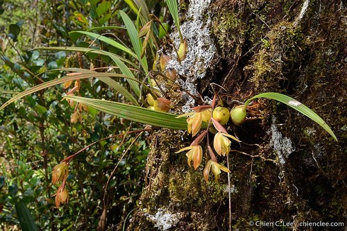 Coelogyne albobrunnea
