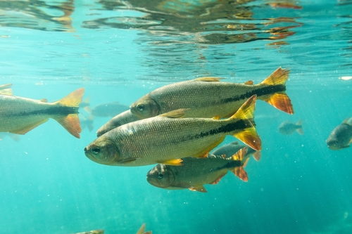 Brycon hilarii (Valenciennes, 1850)