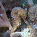 Observation photo
