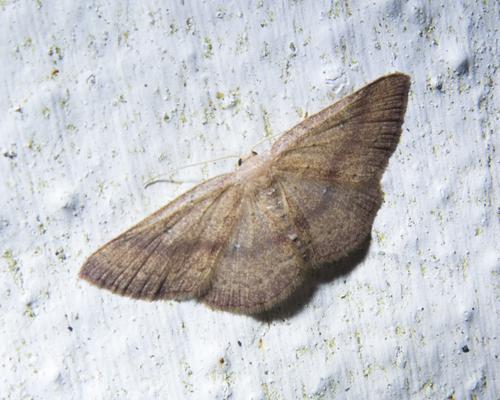Cyclophora azorensis