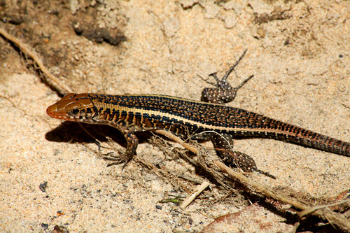 Western Girdled Lizard
