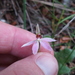 Caladenia variegata - Photo (c) Nick Saville, כל הזכויות שמורות, הועלה על ידי Nick Saville