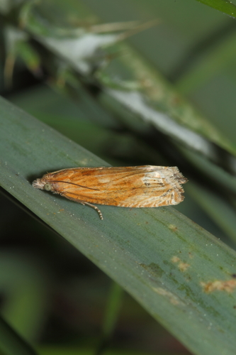 Eucosma fulvana