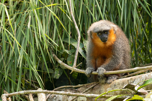 Red-bellied Titi