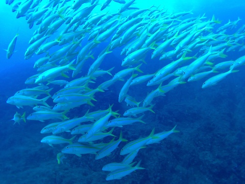 Mexican Goatfish