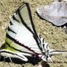 Mariposa Cometa Blanca de Cuatro Bandas Mexicana - Photo (c) Jon Church, todos los derechos reservados, subido por Jon Church