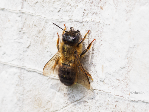 Osmia pedicornis