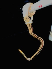 Lygophis lineatus image