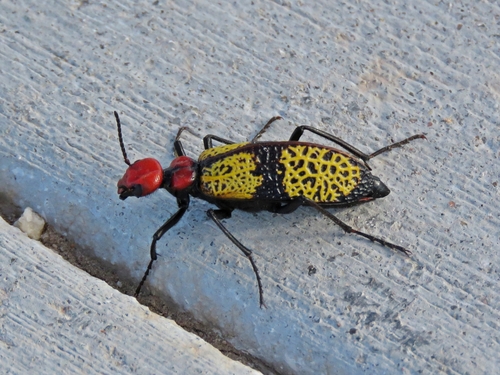 Iron Cross Blister Beetle