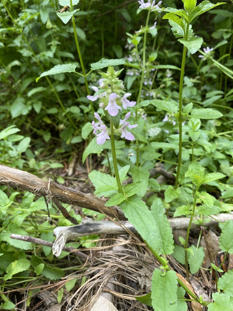 Florida from Springwood Dr, North Augusta, SC, US on April 29, 2021 at 0328 PM by