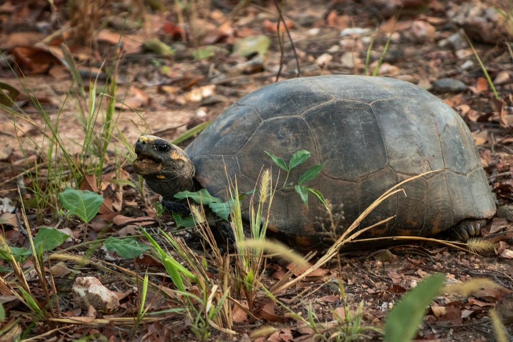Brazilian Giant Tortoise in April 2021 by Luis F. C. de Lima · iNaturalist