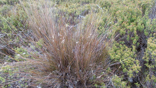 Chionochloa juncea