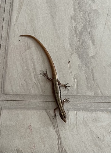 Moth Skink