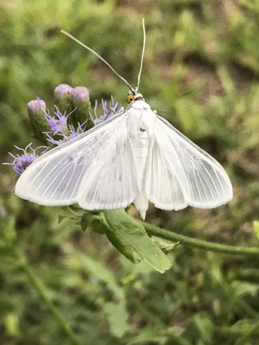 Satin White Palpita