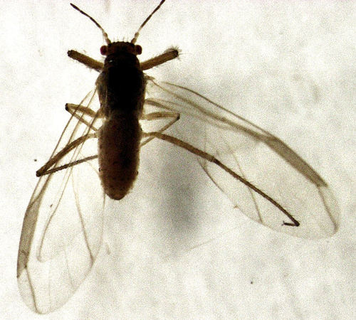 Essigella