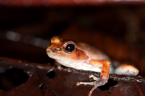 Golden Puddle Frog