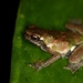 Bates' Tree Toad - Photo (c) Benjamin Tapley, all rights reserved, uploaded by Benjamin Tapley