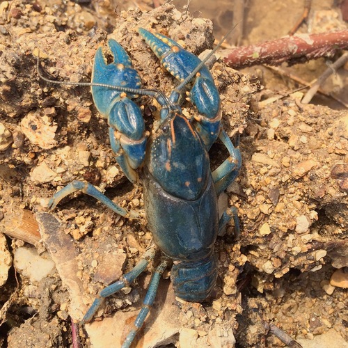 Linear Cobalt Crayfish (Cambarus gentryi) · iNaturalist