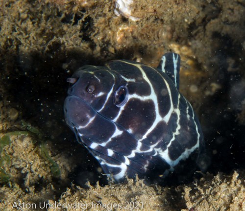 Laced Moray