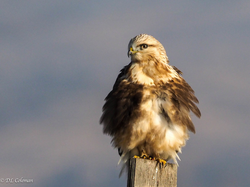 American Rough-legged Hawk (Subspecies Buteo lagopus sanctijohannis) ·  iNaturalist