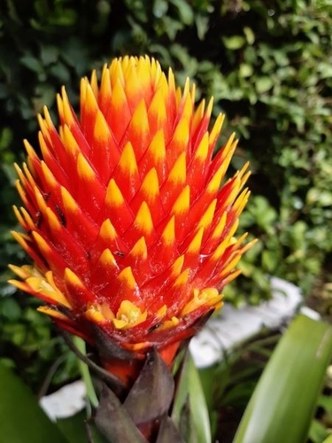 Guzmania conifera (André) André ex Mez