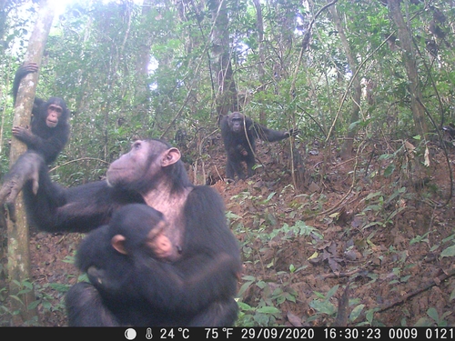 Central Chimpanzee